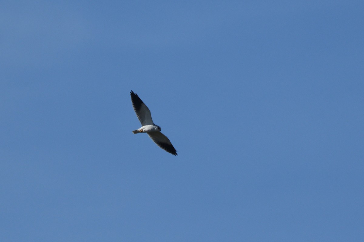 Black-winged Kite - ML501174161
