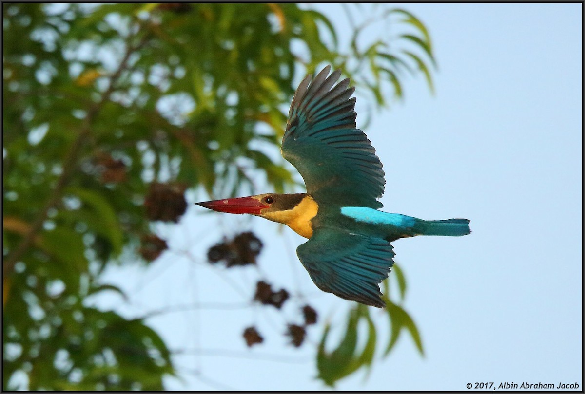 Stork-billed Kingfisher - ML50117531