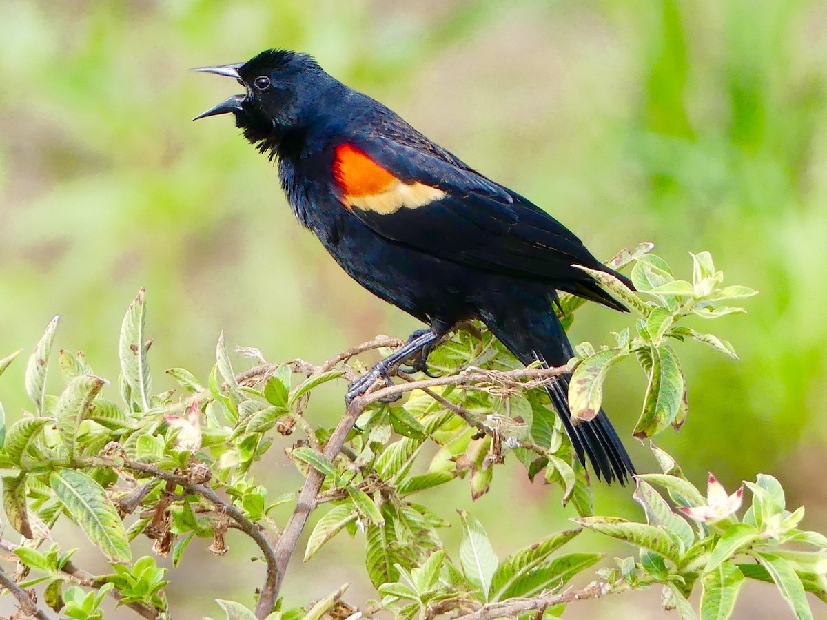 Red-winged Blackbird - Cindy Olson