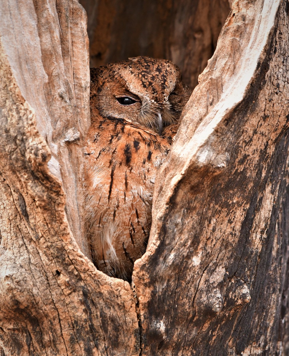 Madagascar Scops-Owl (Torotoroka) - Tomáš Grim