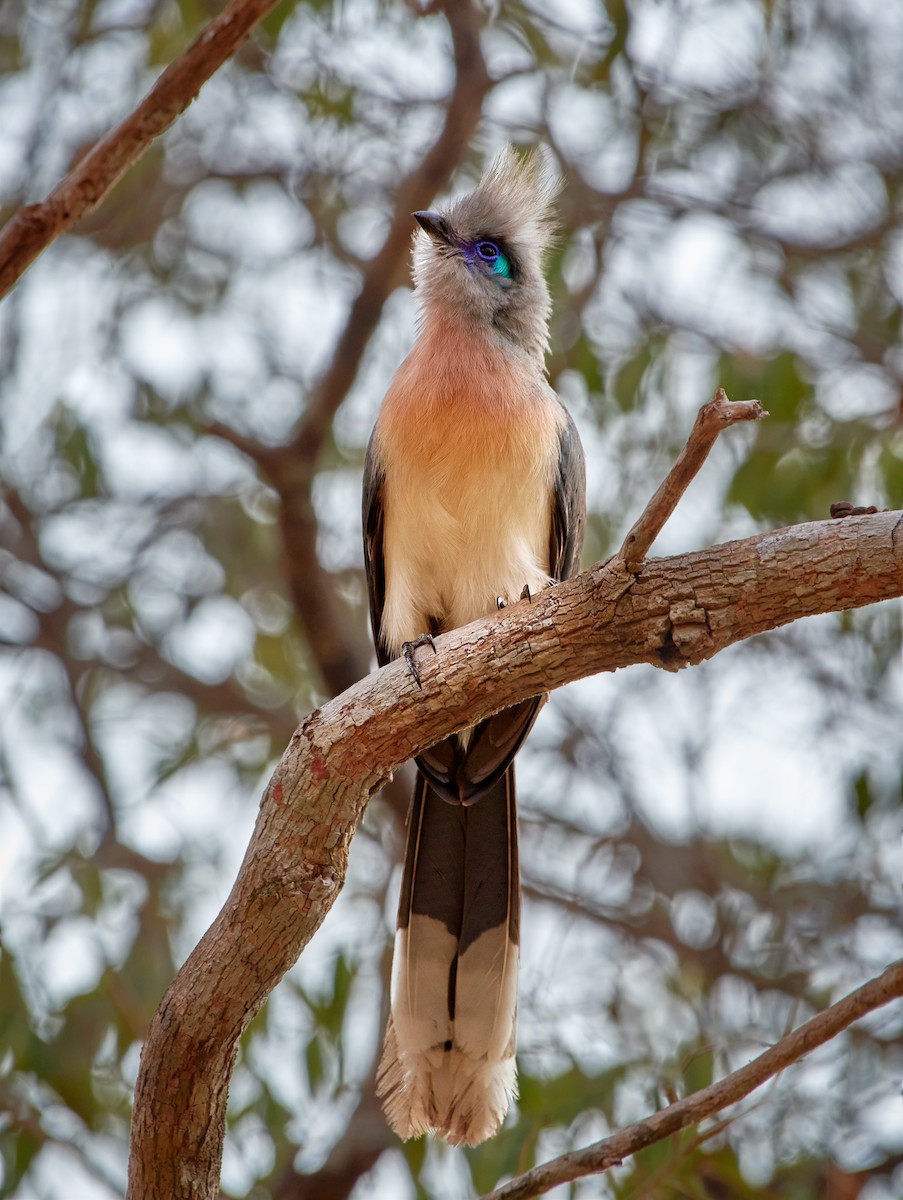 Crested Coua - ML501177121
