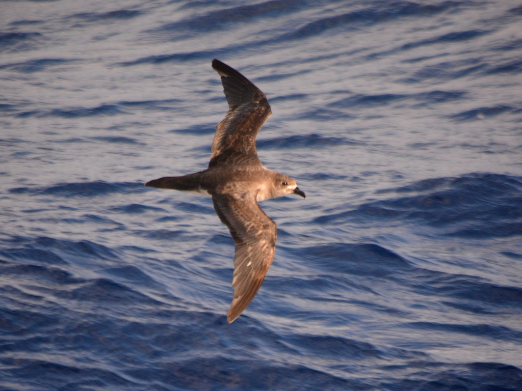 Trindade Petrel - Birding Aboard