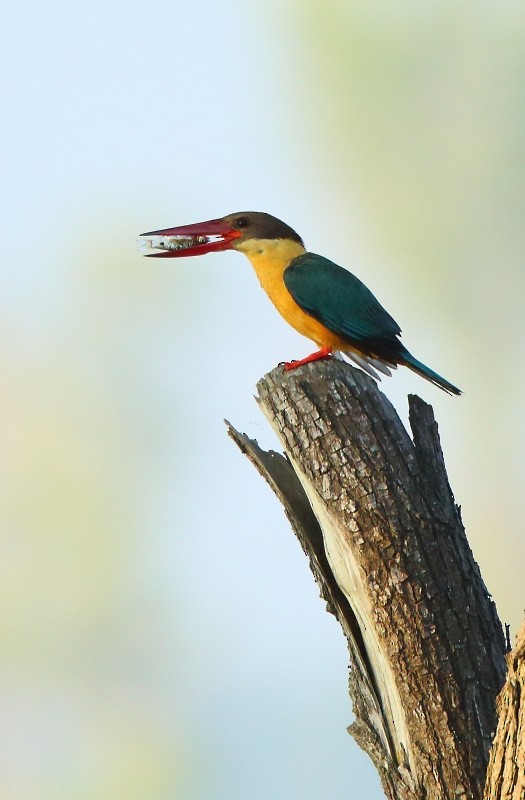 Stork-billed Kingfisher - Albin Jacob
