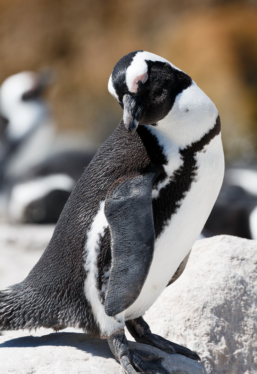 Pingüino de El Cabo - ML50118191