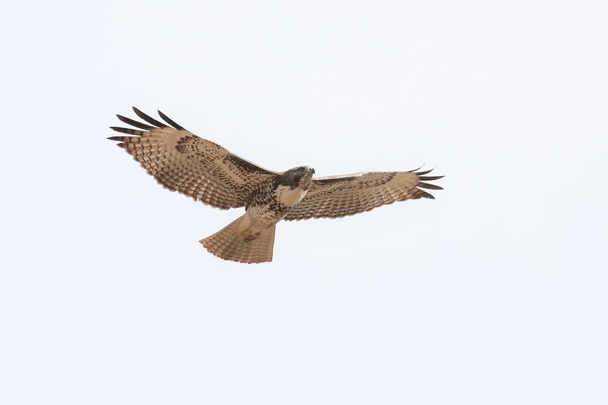 Red-tailed Hawk - ML501182221
