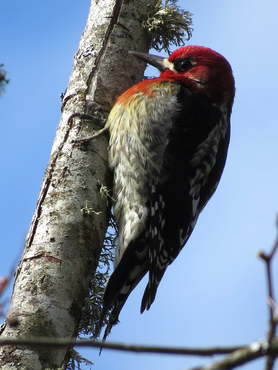 Red-breasted Sapsucker - Jamie Simmons