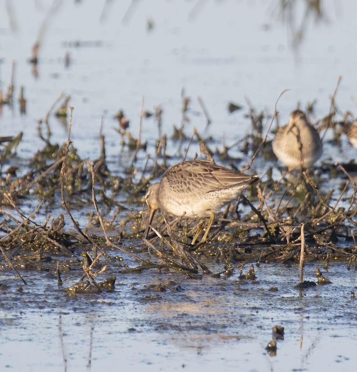Long-billed Dowitcher - ML501195621