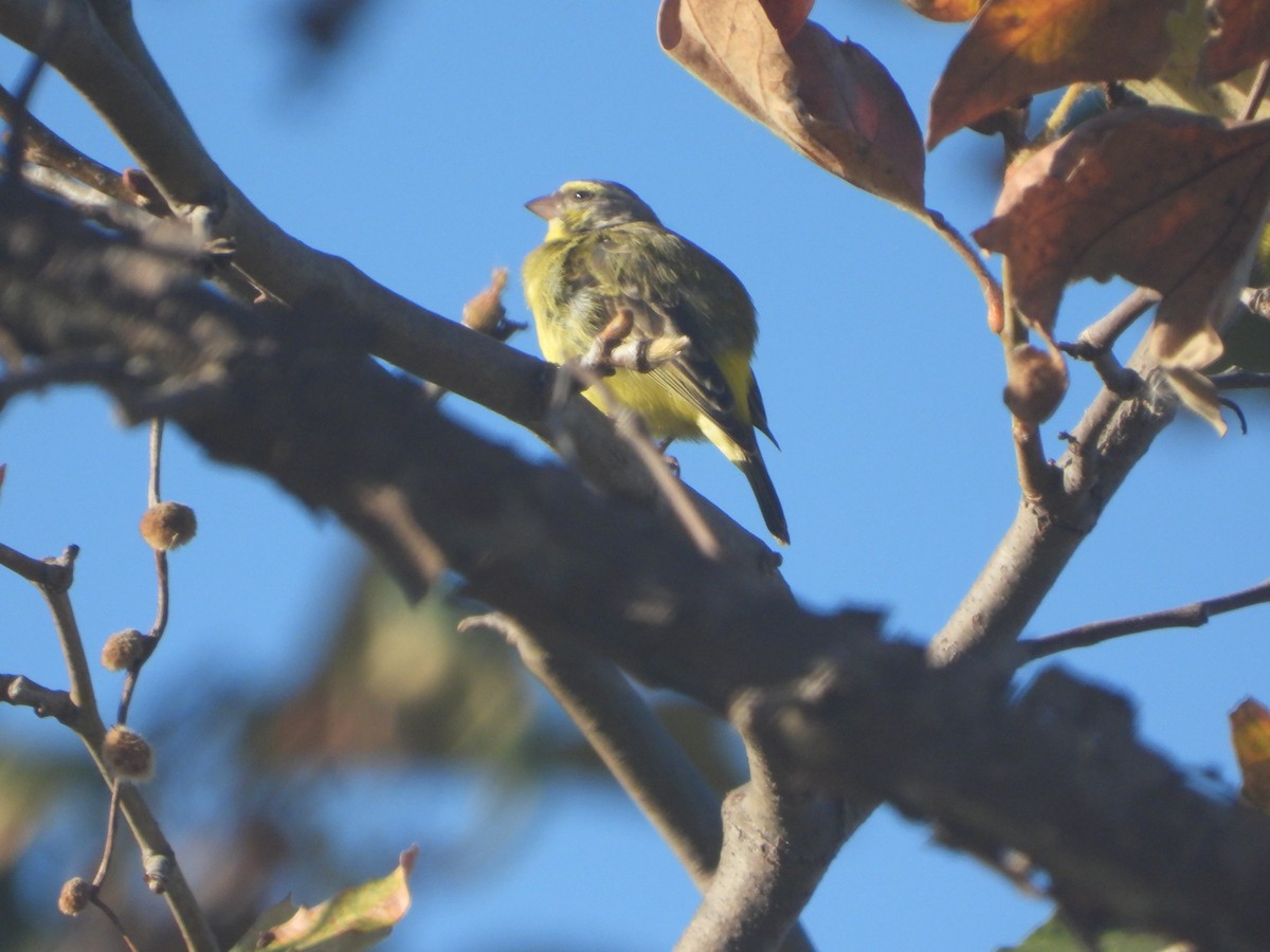 Yellow-fronted Canary - ML501195651