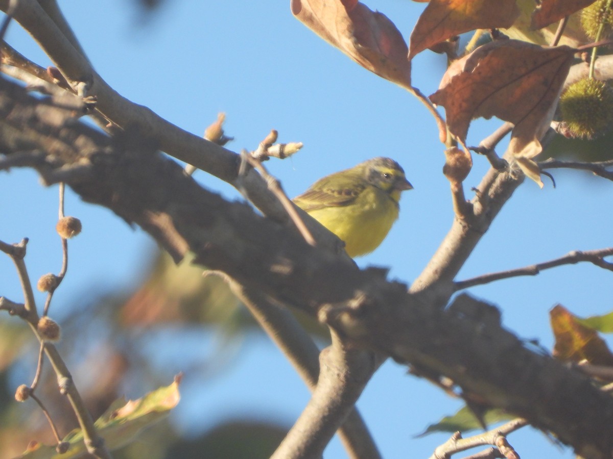 Yellow-fronted Canary - ML501195701