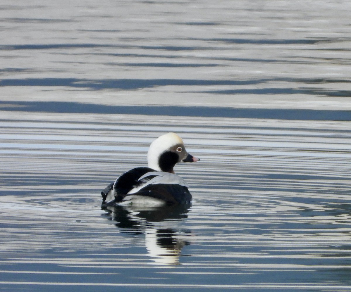 Long-tailed Duck - ML501204131