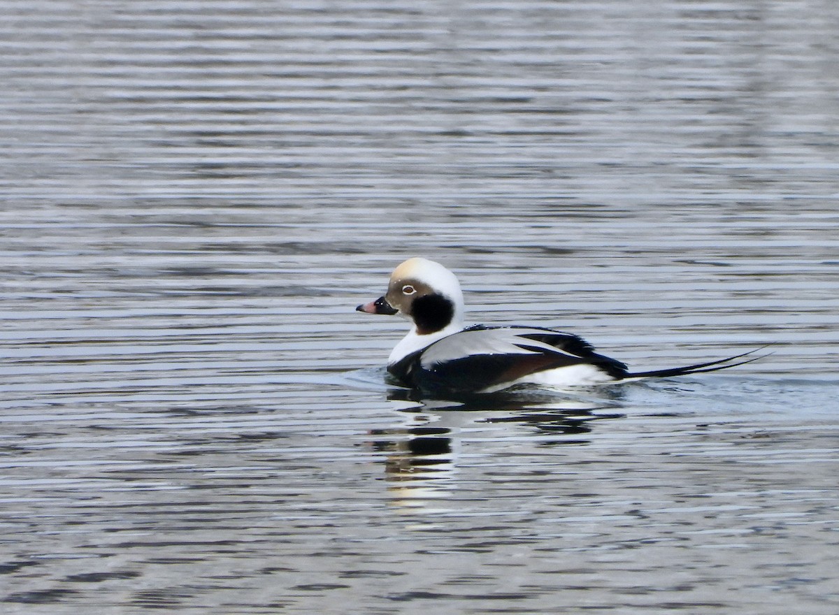 Long-tailed Duck - ML501204161