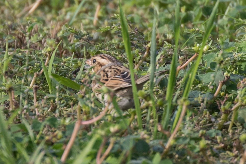 Clay-colored Sparrow - ML501205601