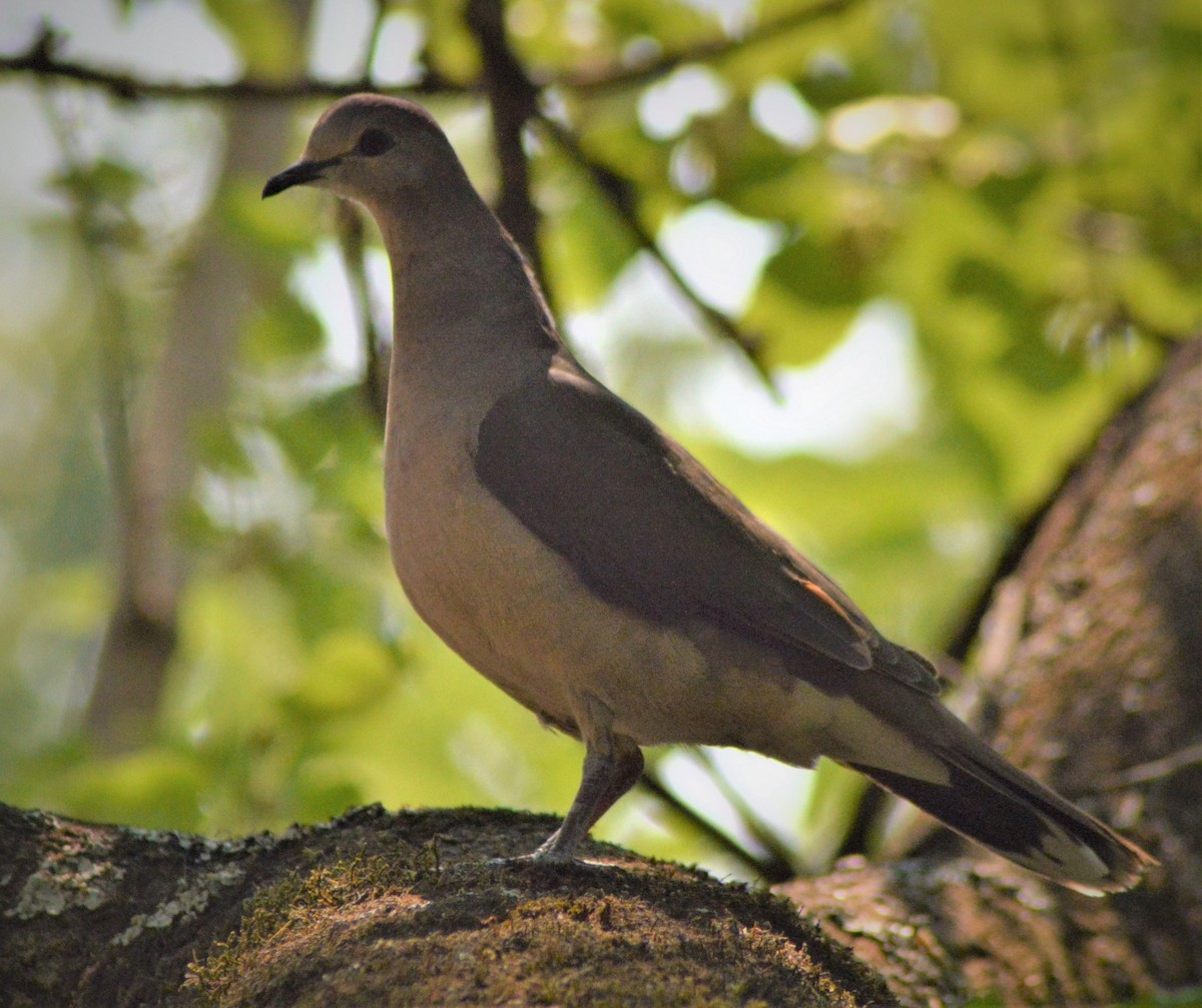 Large-tailed Dove - ML501205751