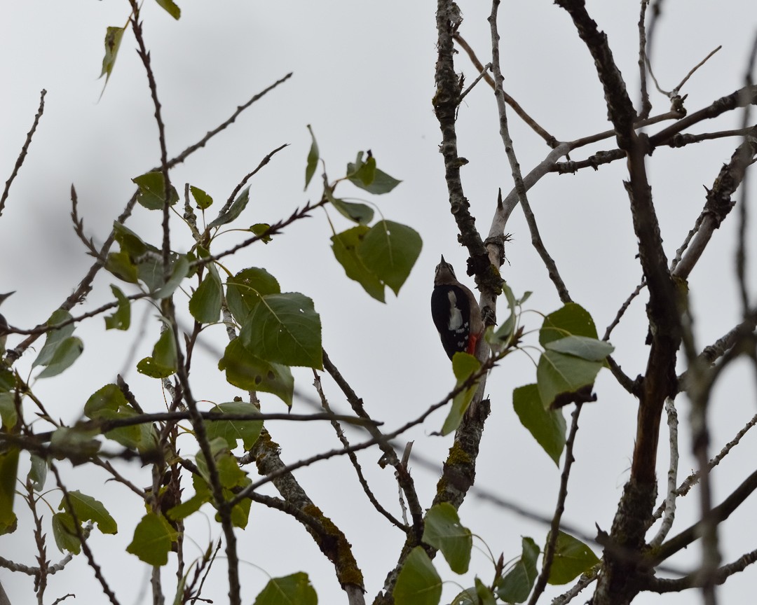 Great Spotted Woodpecker - ML501208361