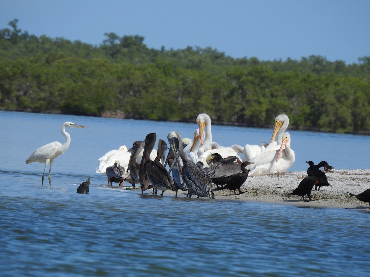 pelikán severoamerický - ML501211731