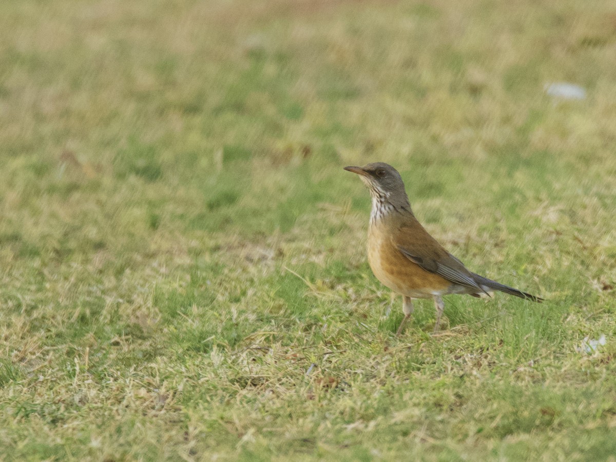 eBird Checklist 6 Nov 2022 Central Arizona CollegeSignal Peak