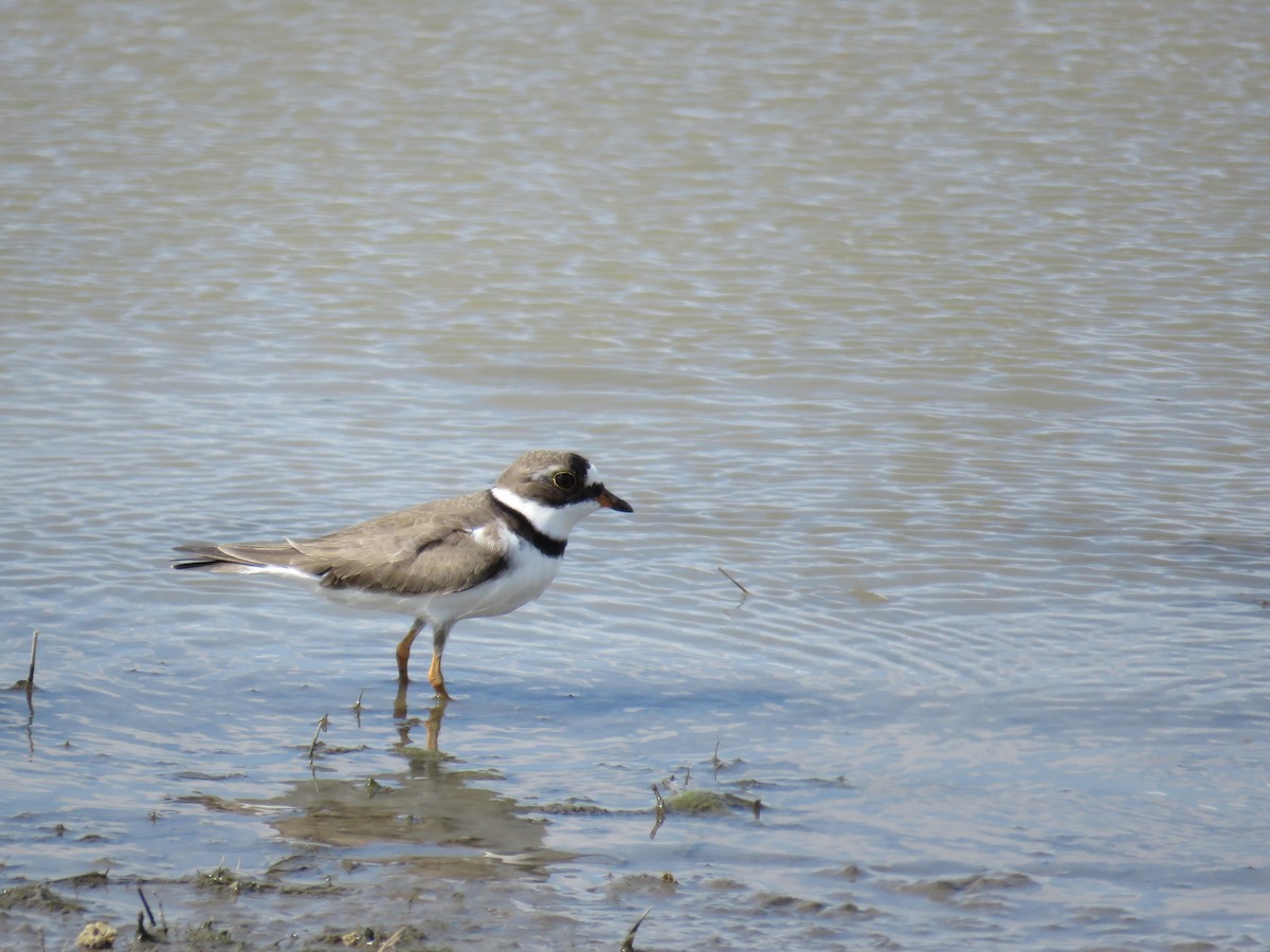 Semipalmated Plover - ML50121341