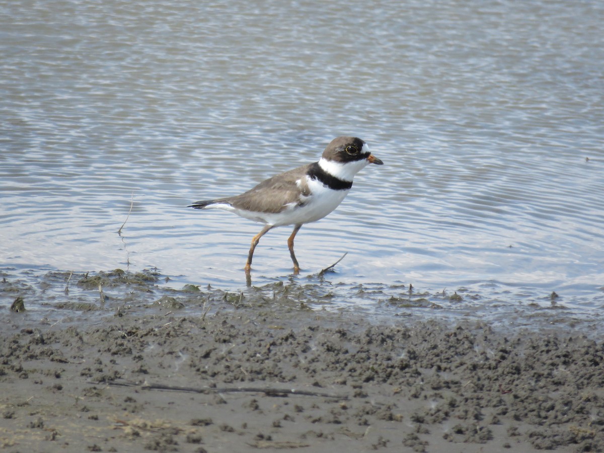 Semipalmated Plover - Lisa Owens