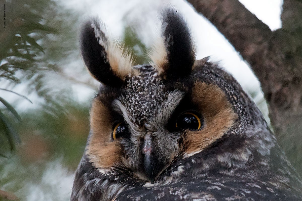 Long-eared Owl - D. Bruce Yolton