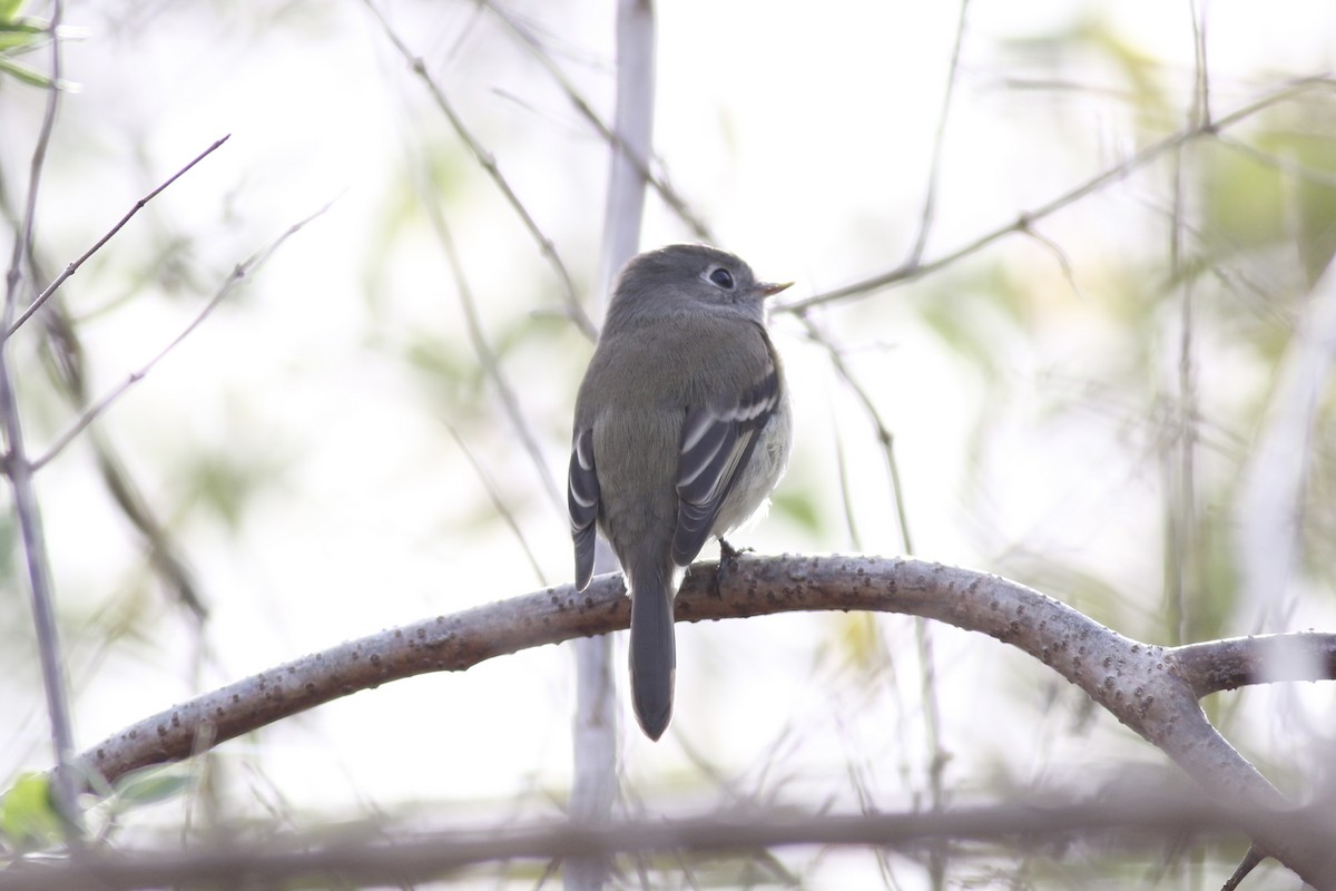 eBird Checklist 6 Nov 2022 Peterson Farm, Falmouth 16 species