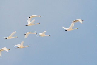Tundra Swan, ML501225631