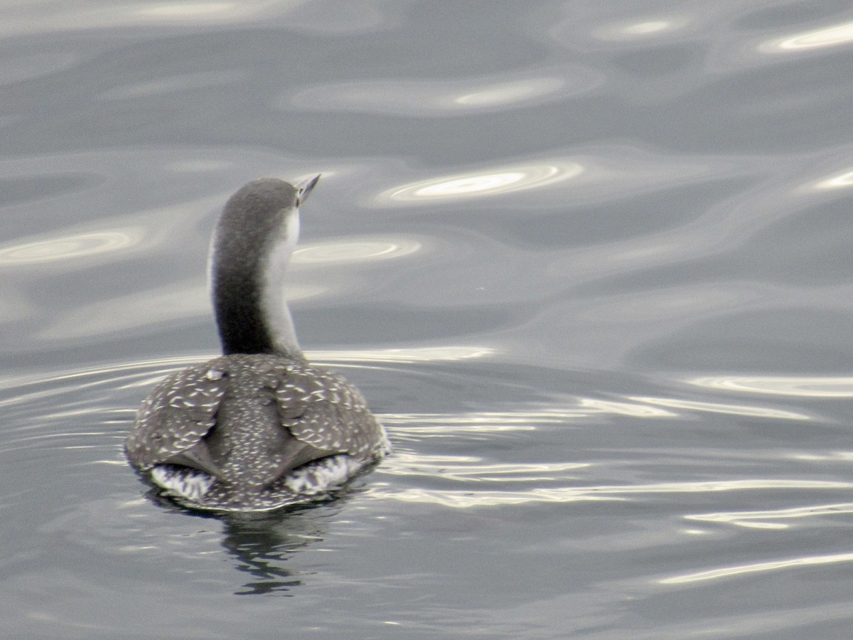 Red-throated Loon - ML501226551