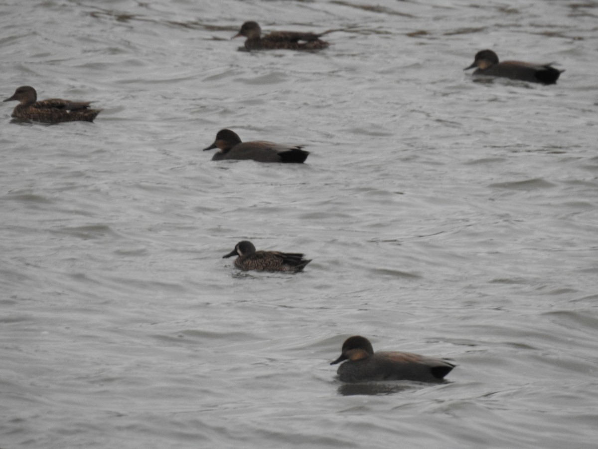 eBird Checklist - 6 Nov 2022 - Muskegon Wastewater System - 52 species ...