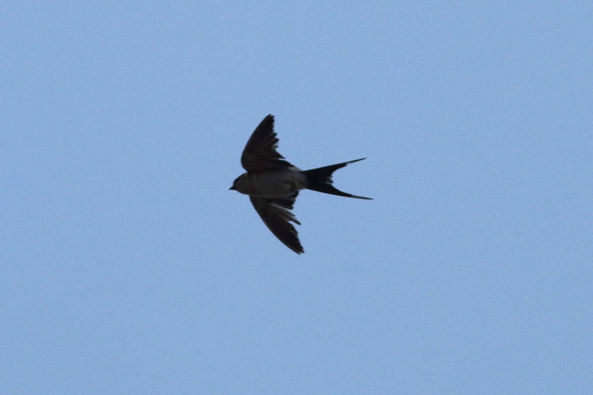 Red-rumped Swallow - ML501230131
