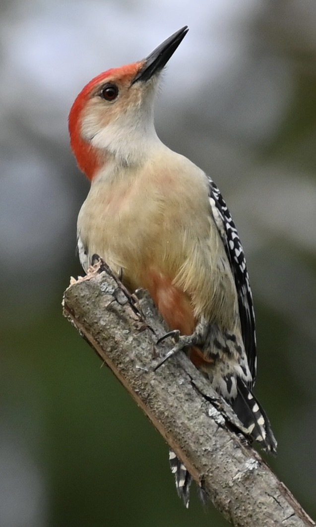 Red-bellied Woodpecker - ML501234121