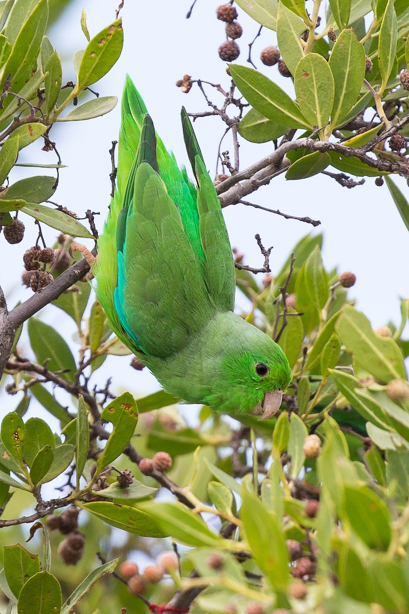 Yeşil Sokumlu Serçe Papağanı - ML50123471