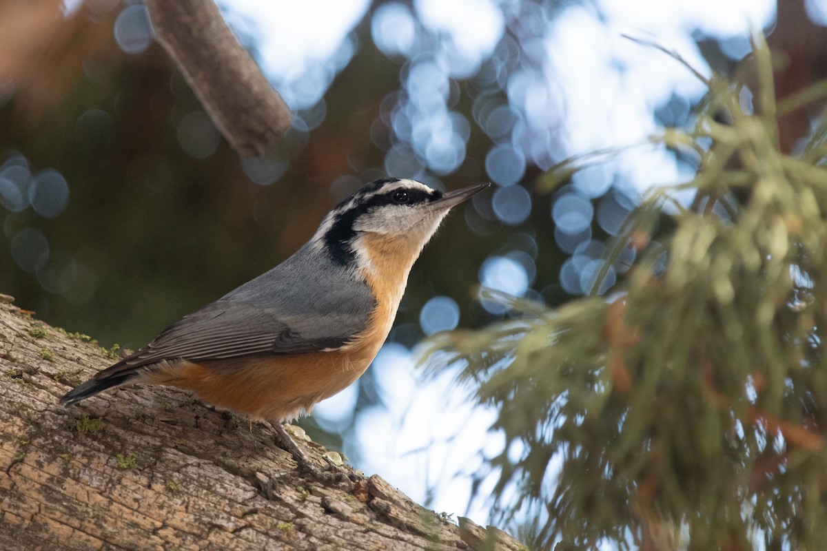 Red-breasted Nuthatch - ML501235351