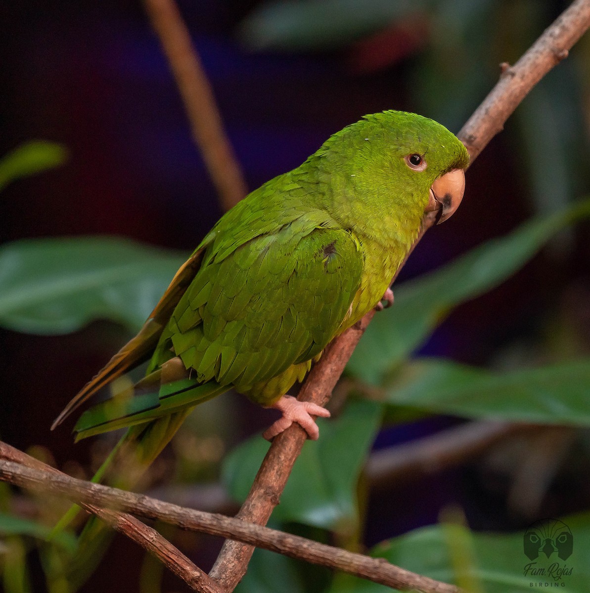 Pacific Parakeet - Ricardo Rojas Arguedas