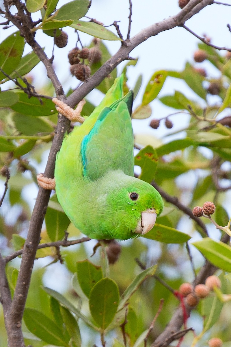 Yeşil Sokumlu Serçe Papağanı - ML50123861