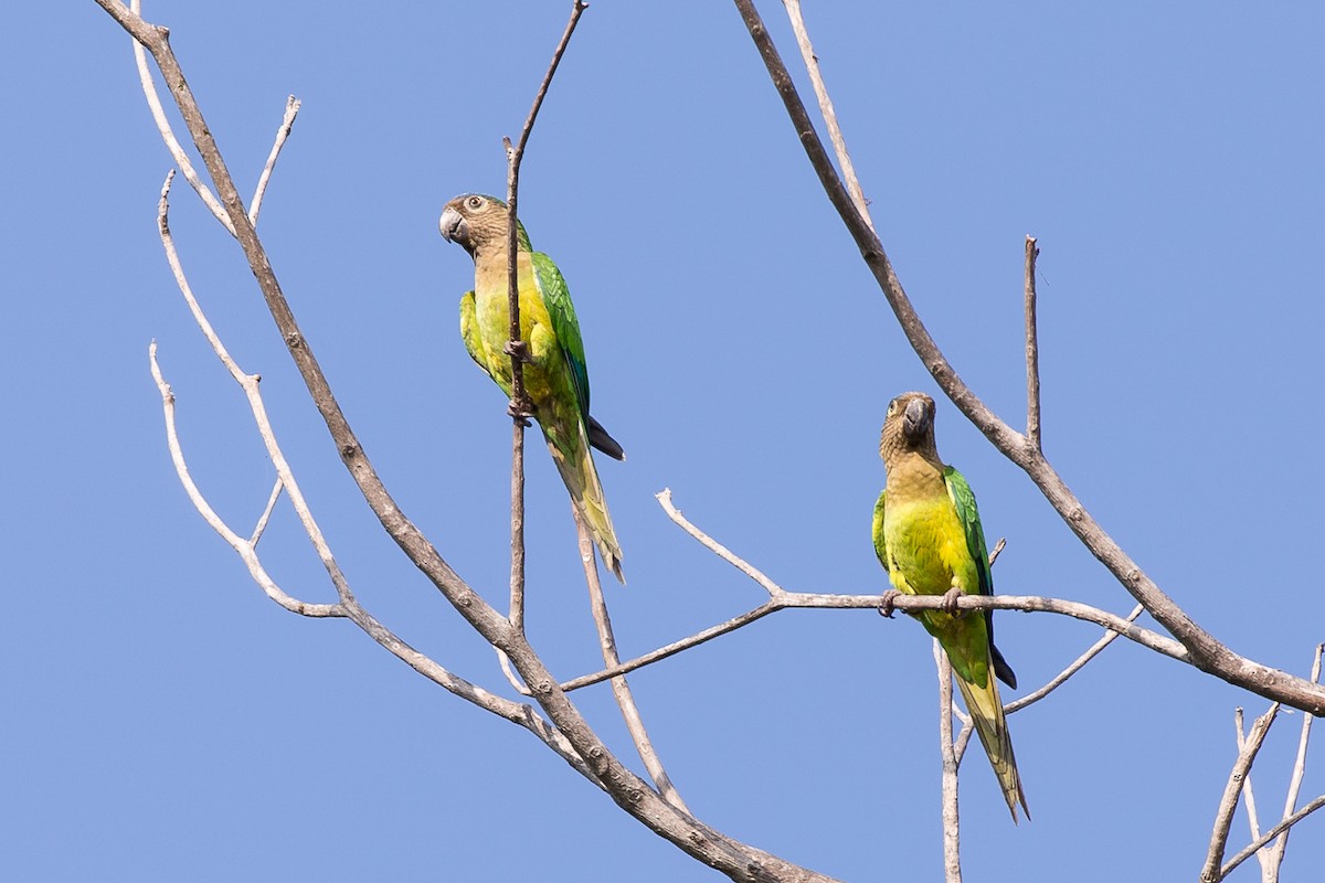 Brown-throated Parakeet - ML50123981
