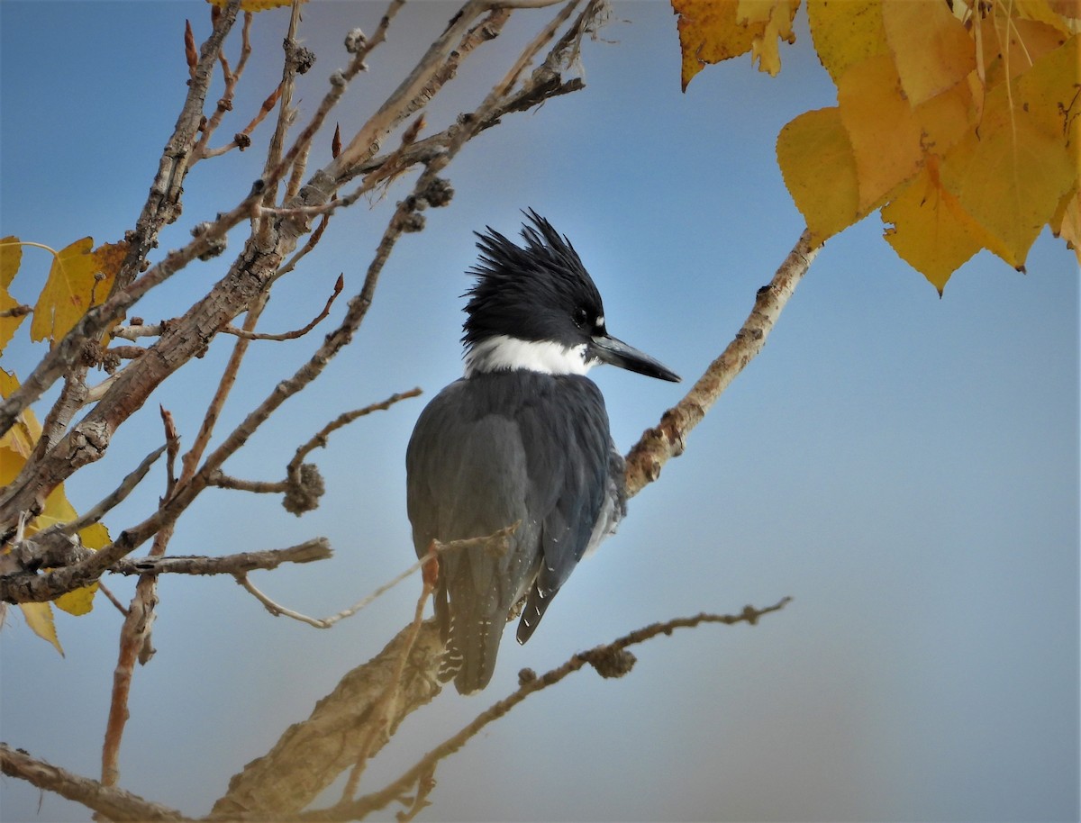 Belted Kingfisher - Lori Shuler