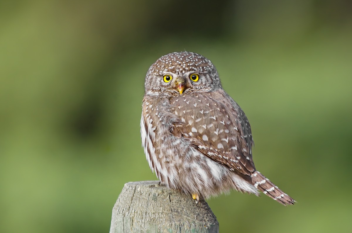 Northern Pygmy-Owl - Calvin S