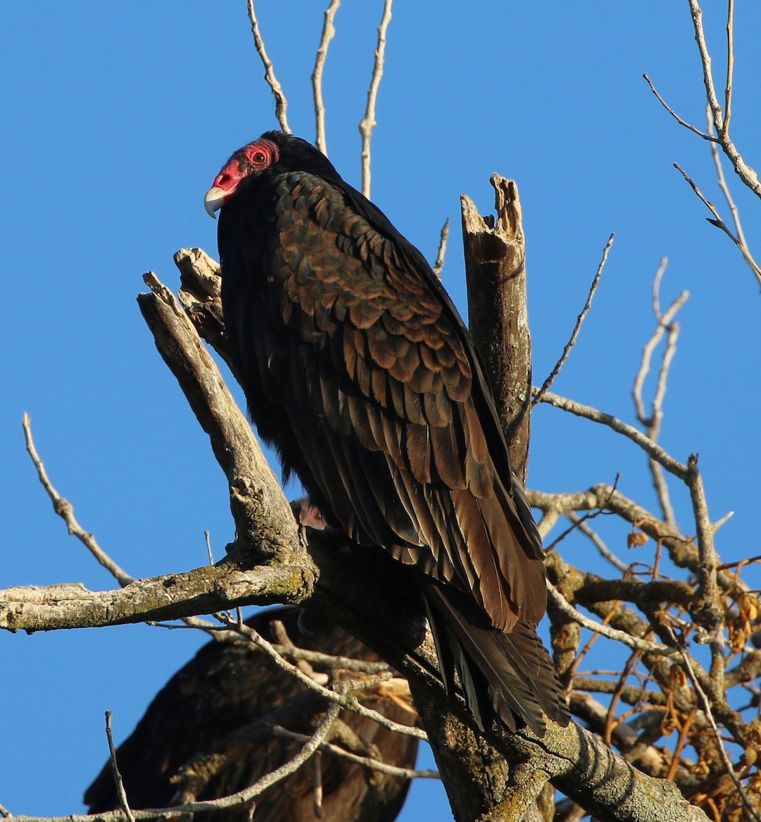 Turkey Vulture - ML501246901