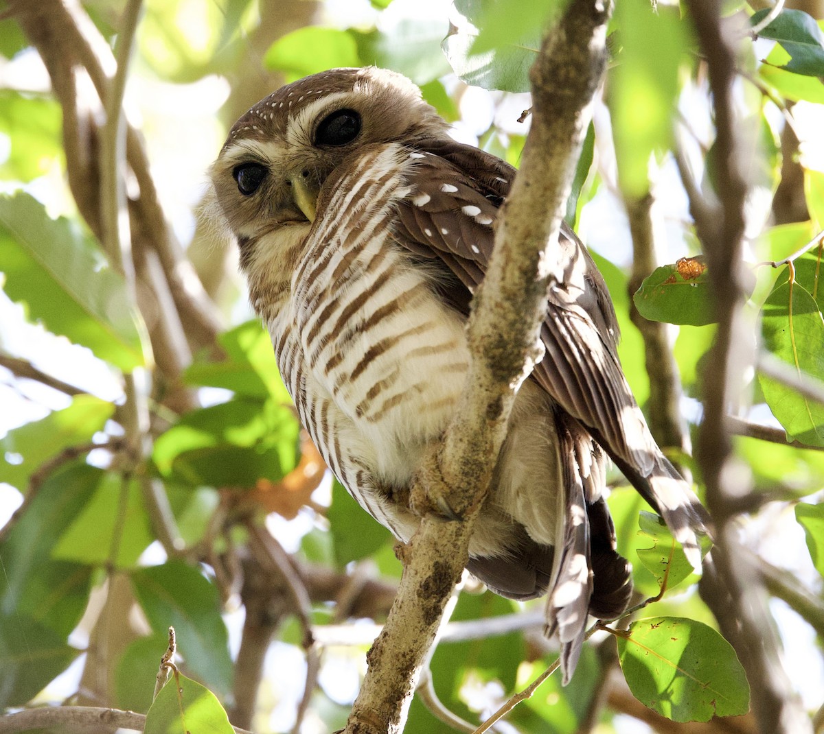 White-browed Owl - Eric Barnes