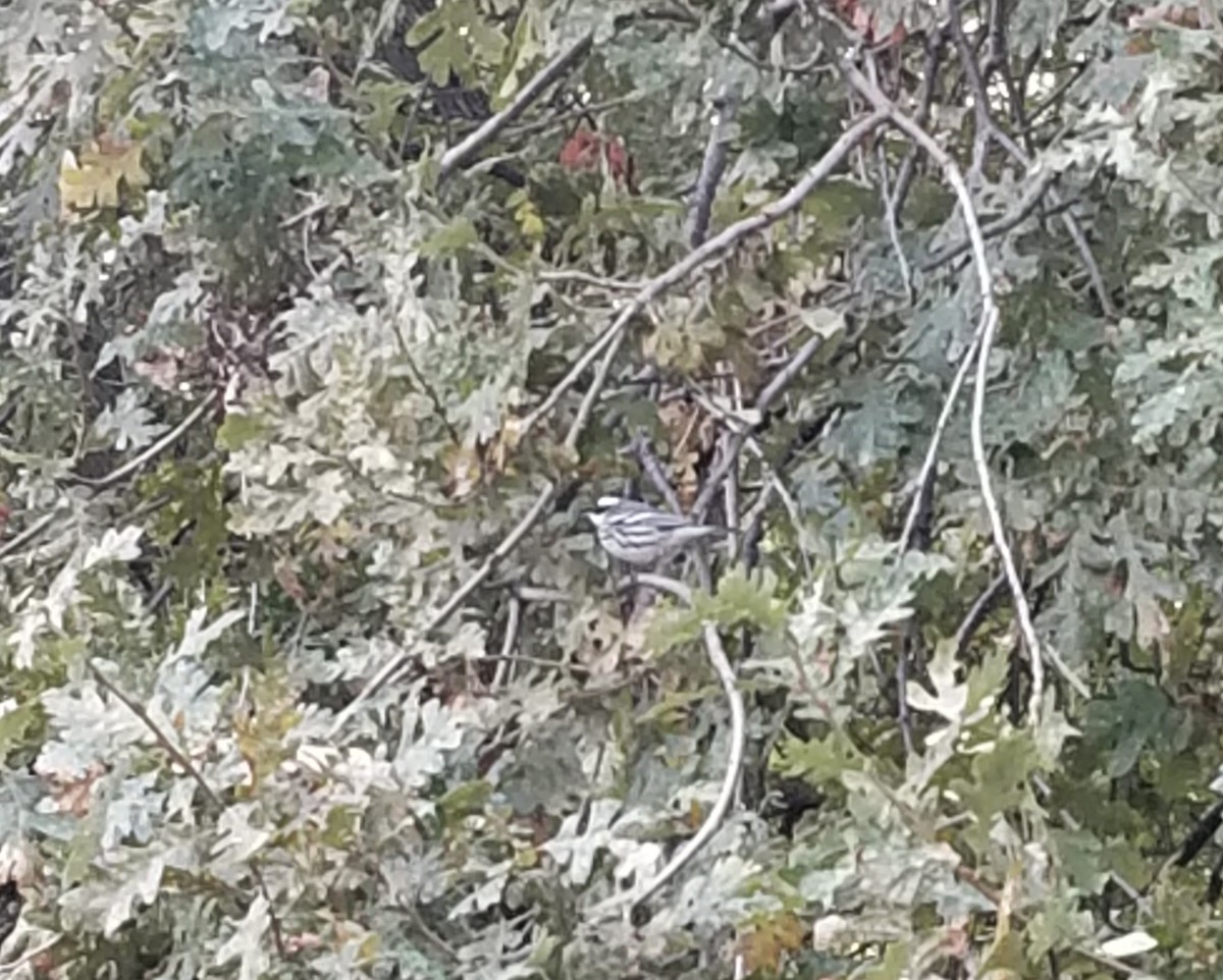 Black-throated Gray Warbler - ML501252521