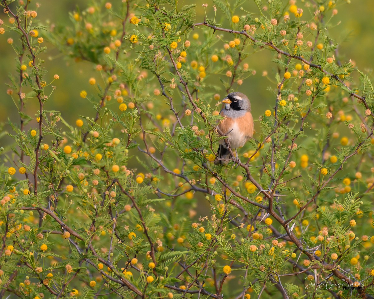 Many-colored Chaco Finch - ML501254791