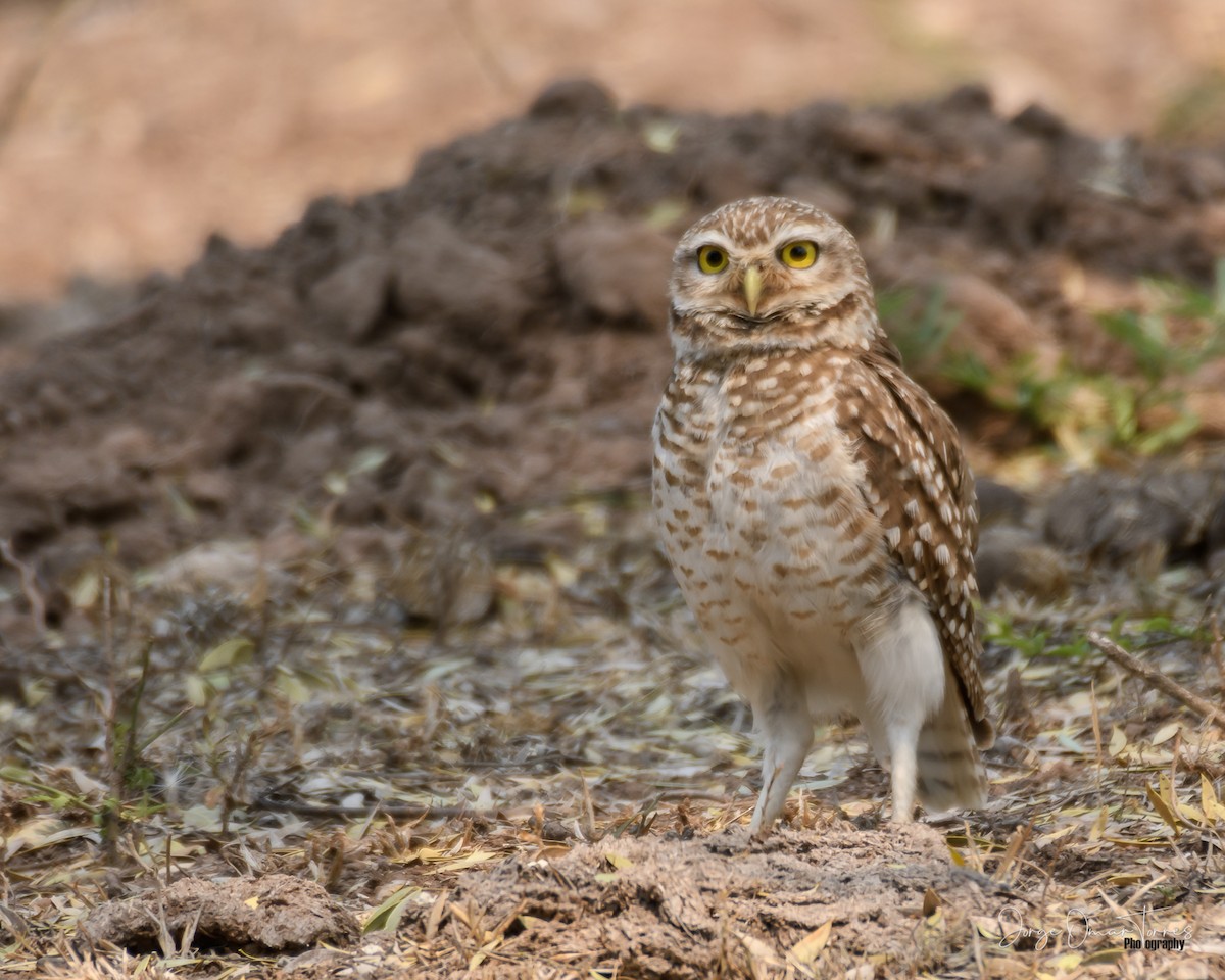 Burrowing Owl - ML501256911