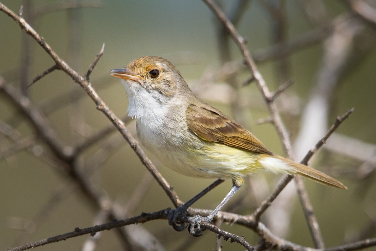 Fulvous-crowned Scrub-Tyrant - ML501265881
