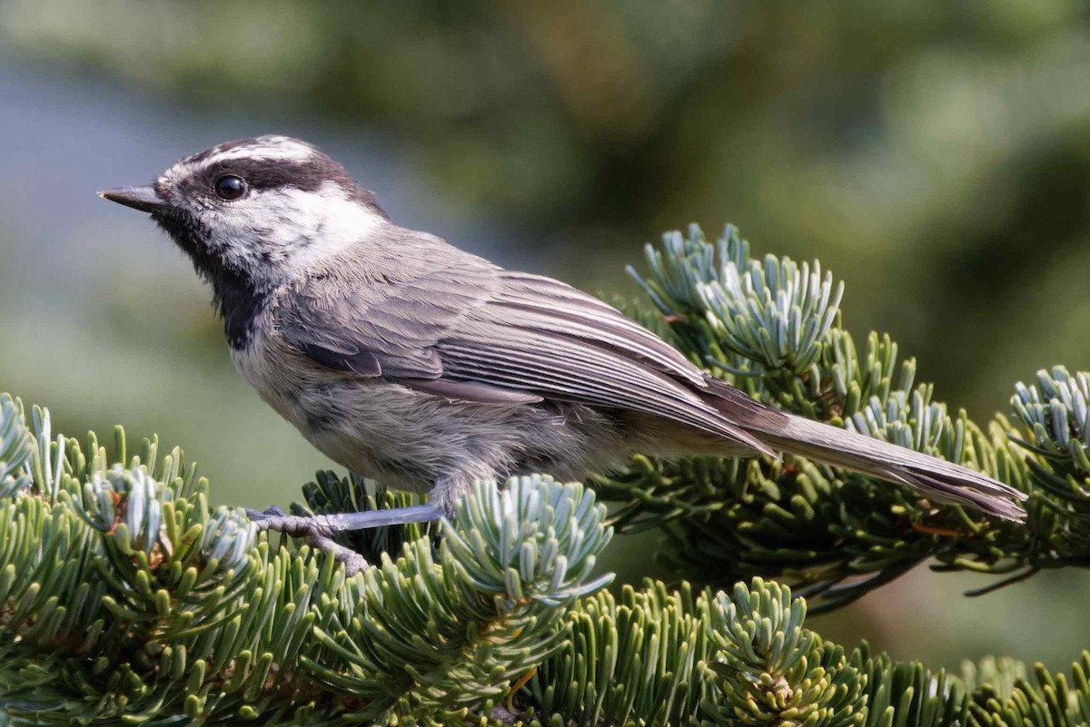 Mountain Chickadee - ML501268391