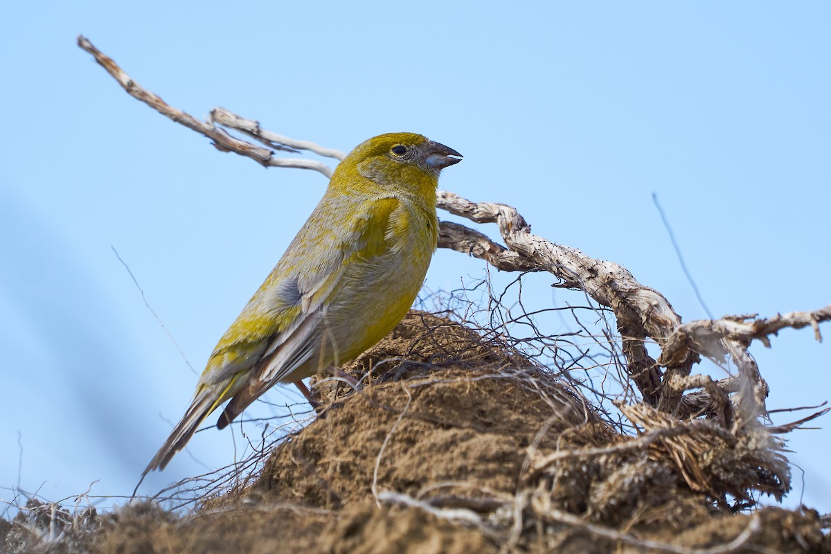 Patagonian Yellow-Finch - Sebastián  Alonso