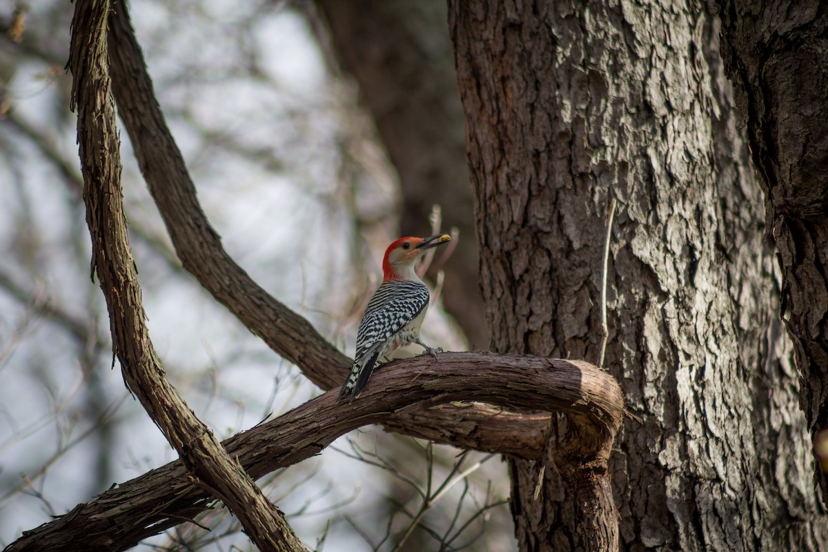 Red-bellied Woodpecker - Brady Higginbotham