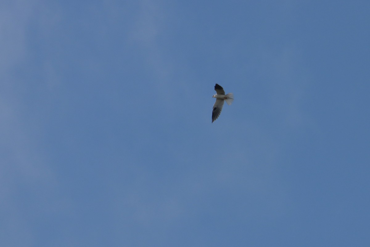 White-tailed Kite - John van Dort