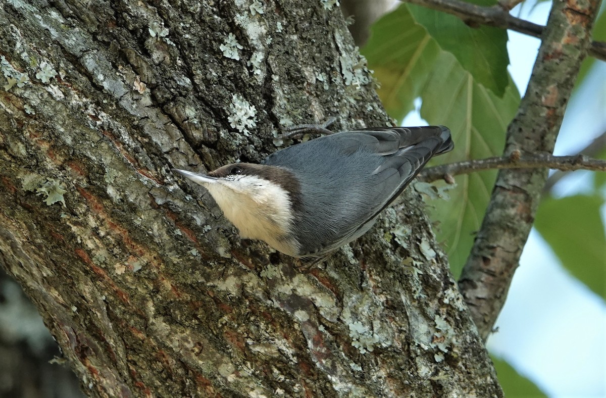 Brown-headed Nuthatch - ML501278801