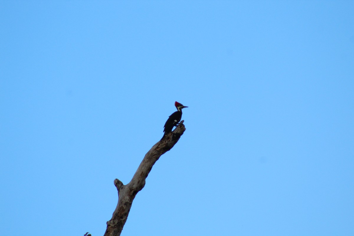 eBird Checklist 6 Nov 2022 Dunedin Hammock City Park 8 species