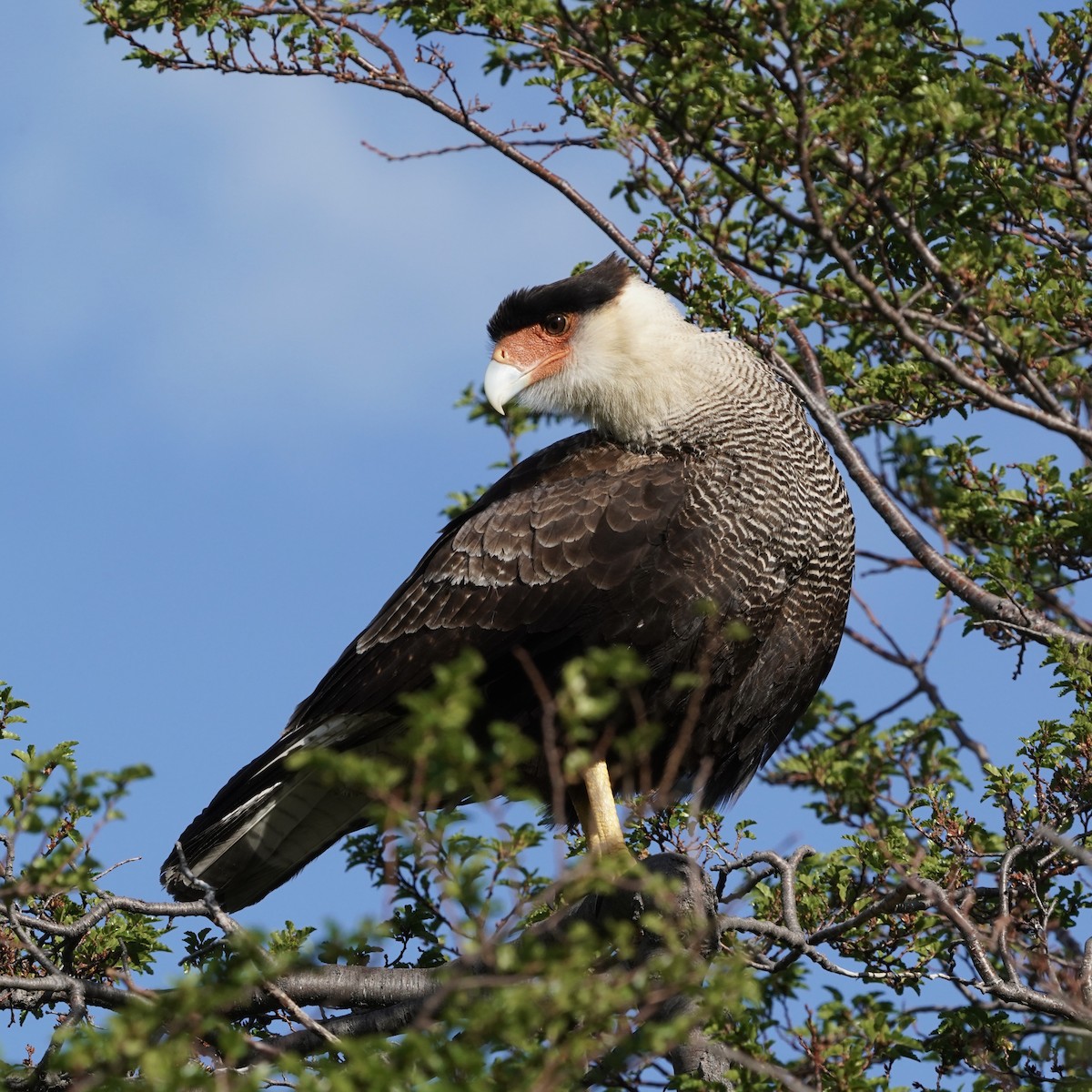 Crested Caracara (Southern) - ML501283551