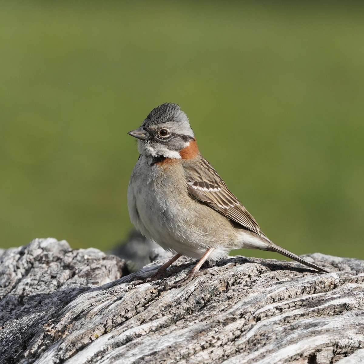 Rufous-collared Sparrow (Patagonian) - ML501283671